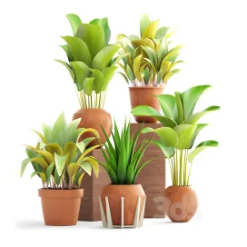 Collection of plants clay pots